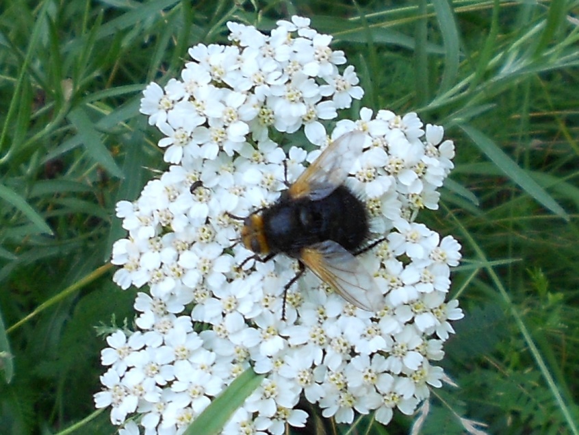 Syrphidae ?